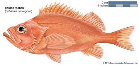 redgfis|types of fish red.